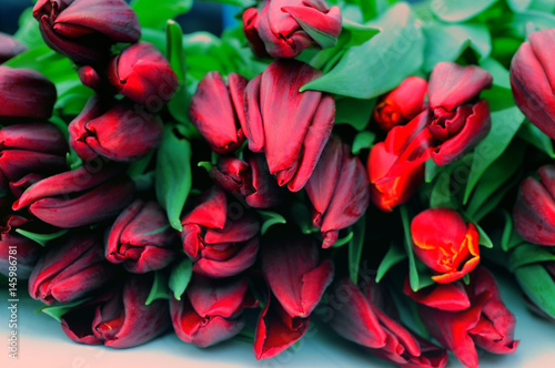 Bouquet of dark red tulips