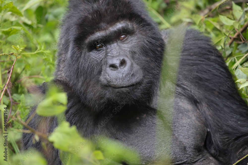Berggorilla im Bwindi-Nationalpark in Uganda, Afrika Berggorilla im Bwindi-Nationalpark in Uganda, Afrika