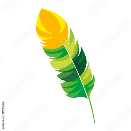 beauty and exotic feather vector illustration design