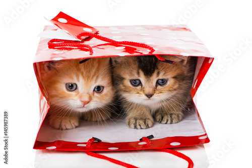 Fototapeta Naklejka Na Ścianę i Meble -  Zwei Kätzchen in Geschenktüte