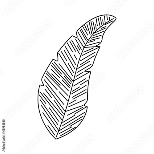 beauty and exotic feather vector illustration design