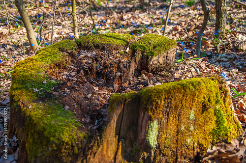 old stump overgrown with moss. blurred background.