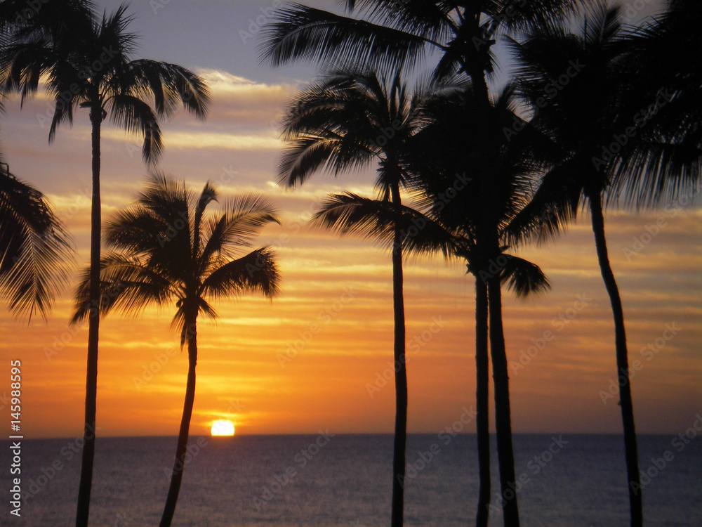 Hawaii Sunset and Coconut Palms