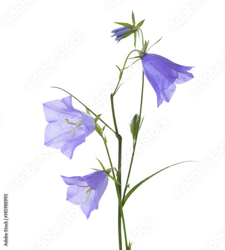 Obraz na płótnie Bellflowers isolated on white. Campanula rotundifolia w salonie