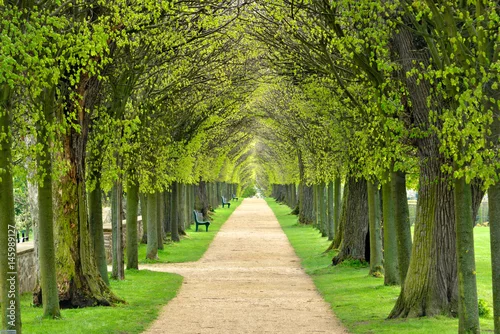 Obraz Park z aleją lipową wiosną, pierwsze świeże zielone liście