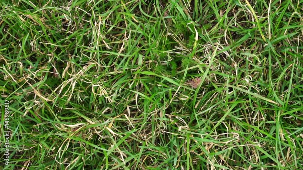 Uncut grass lawn. Top view background Uncut grass lawn. Top view background