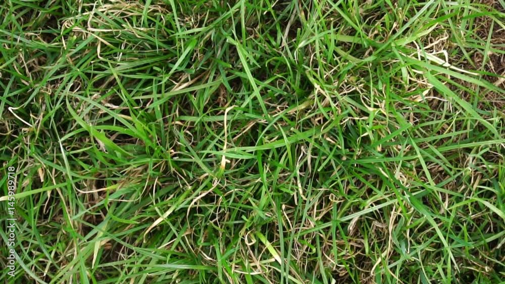 Uncut grass lawn. Top view background Uncut grass lawn. Top view background