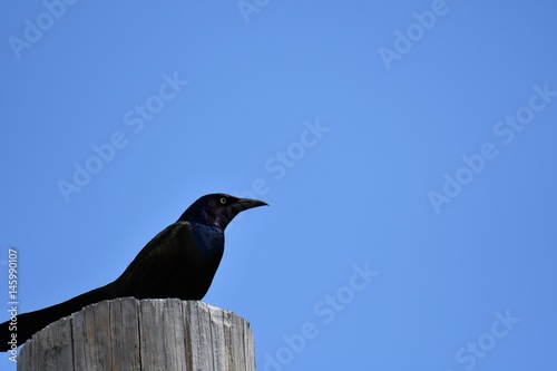 black bird