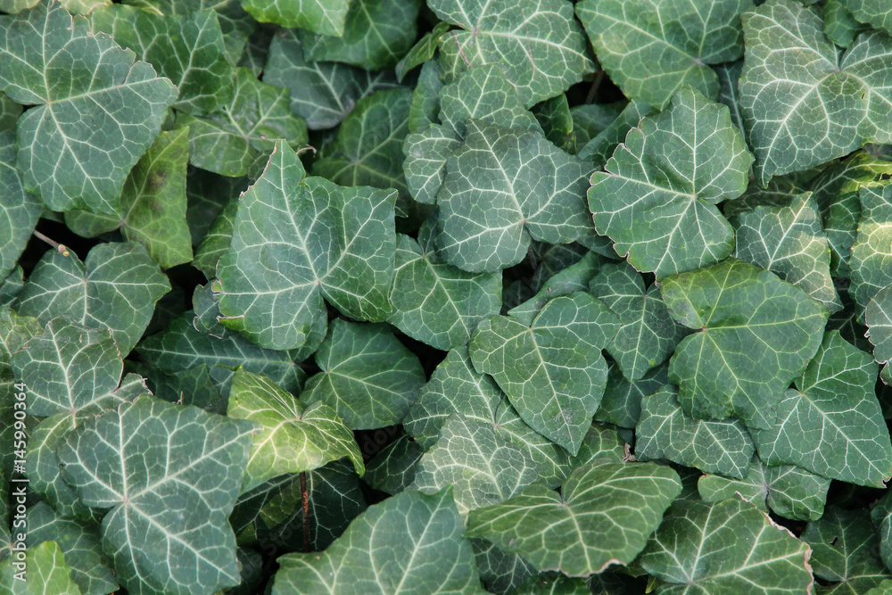 Green leaf texture. Foliage background. Ivy	