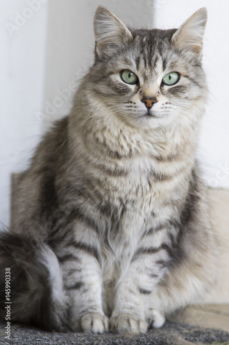 adorable silver siberian cat in the house