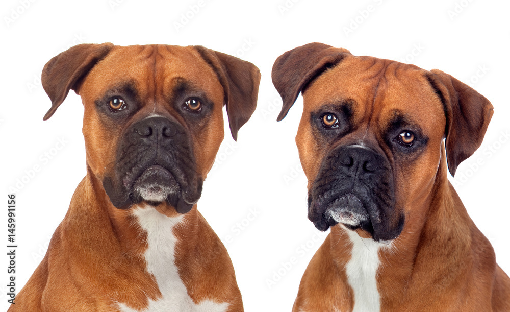 Two dogs of the same breed looking at camera