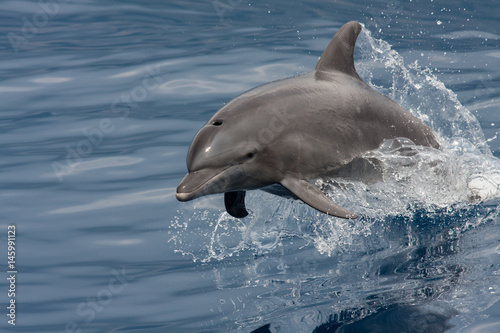 Canvas-taulu dolphin jumping out of the water