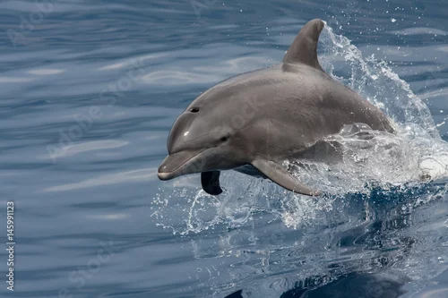 Fototapeta delfin wyskakuje z wody