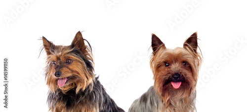 Fototapeta Naklejka Na Ścianę i Meble -  Beautiful little dogs