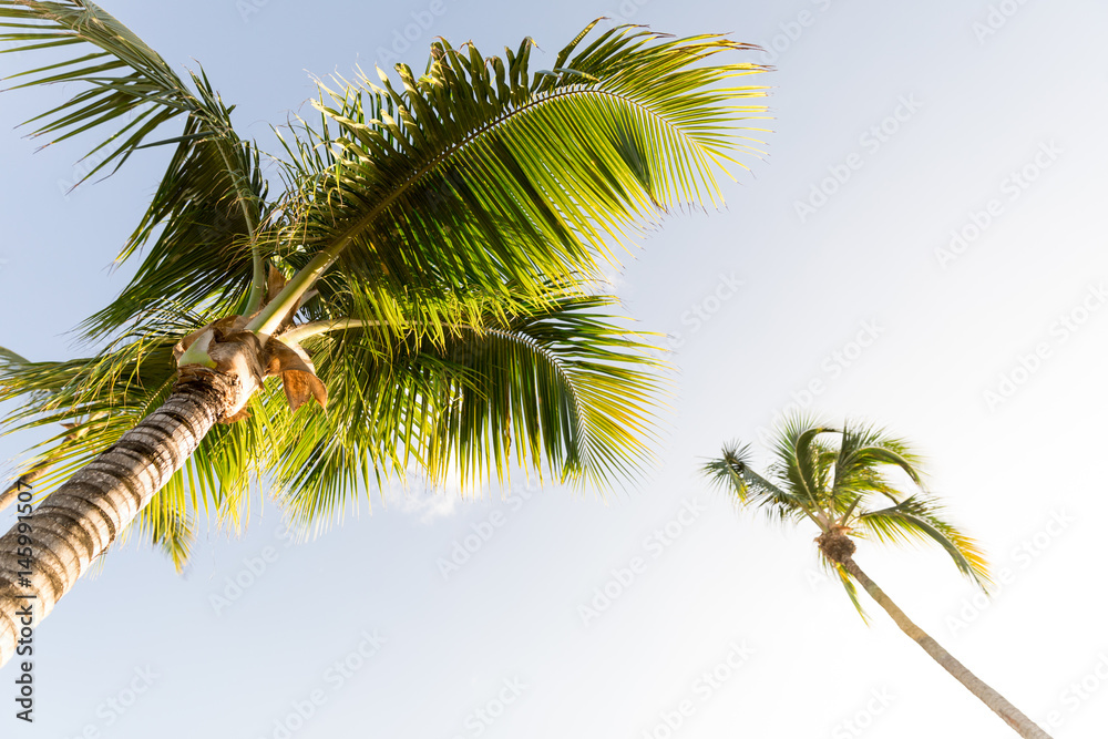 Palms in sun Palms in sun