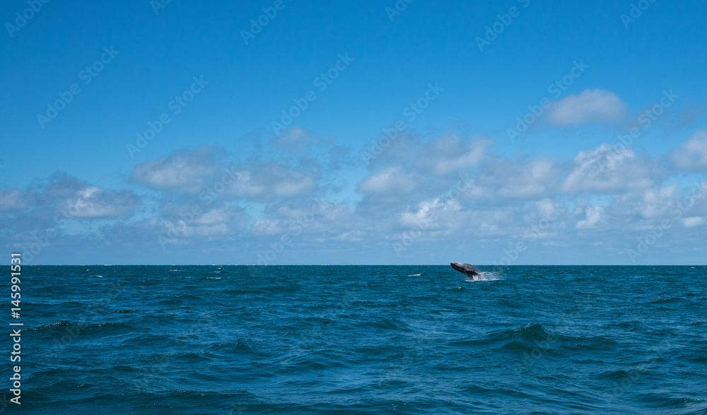Gray whale breaching out of the water