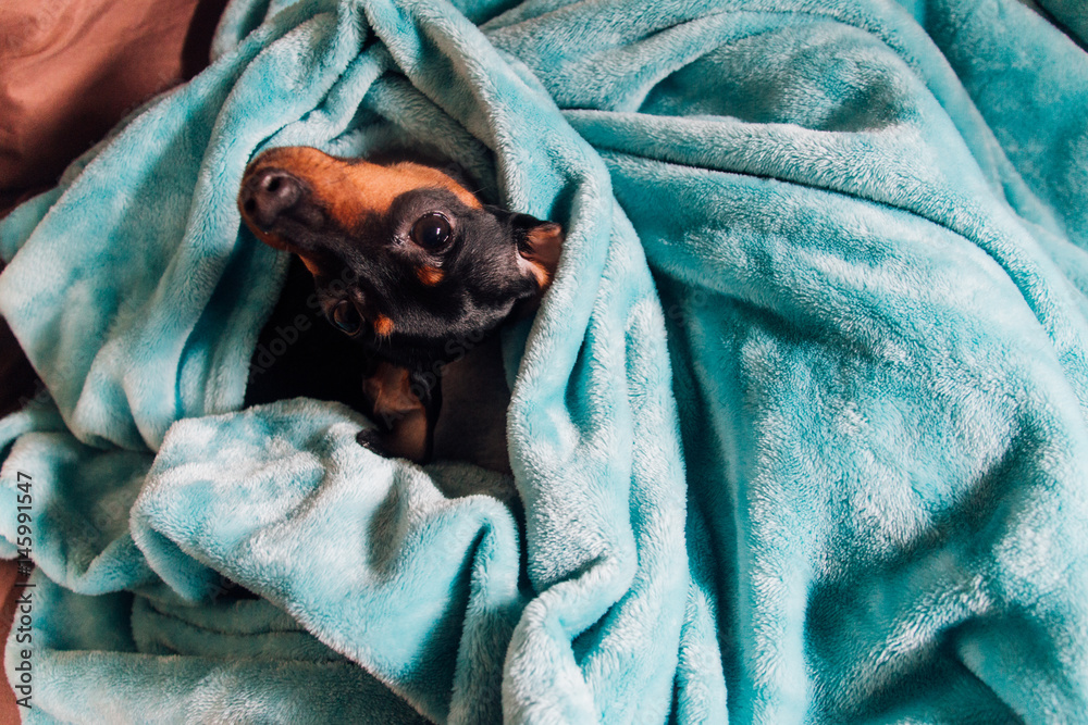 毛布にくるまるミニチュアピンシャー ペットの日常 A Miniature Pincher Wrapped In A Blanket Stock Photo Adobe Stock