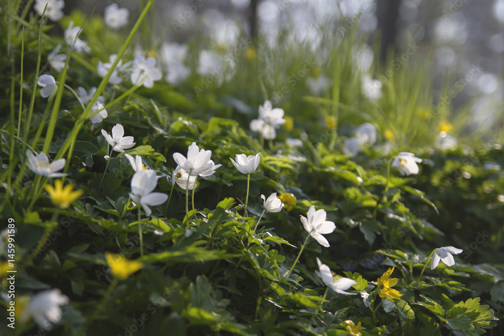 wild springtime flowers wild springtime flowers