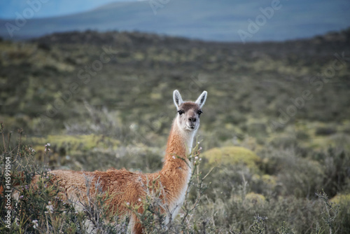 Single guanaco on highway with Patagonia mountains in the background