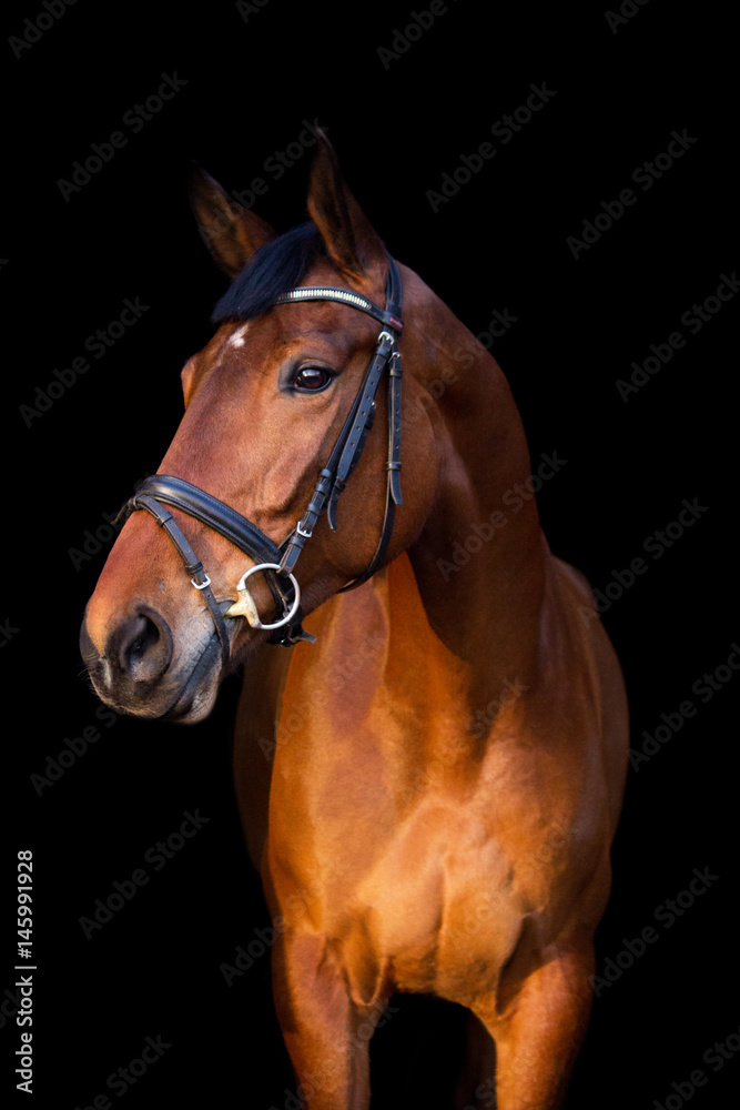 Fototapeta premium Portrait of brown horse on black background