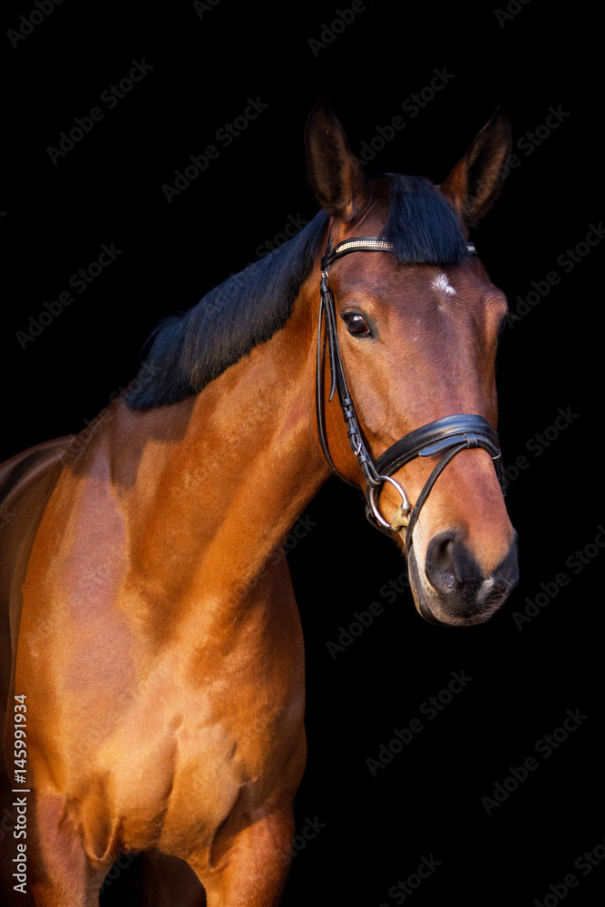 Obraz premium Portret brązowy koń na czarnym tle