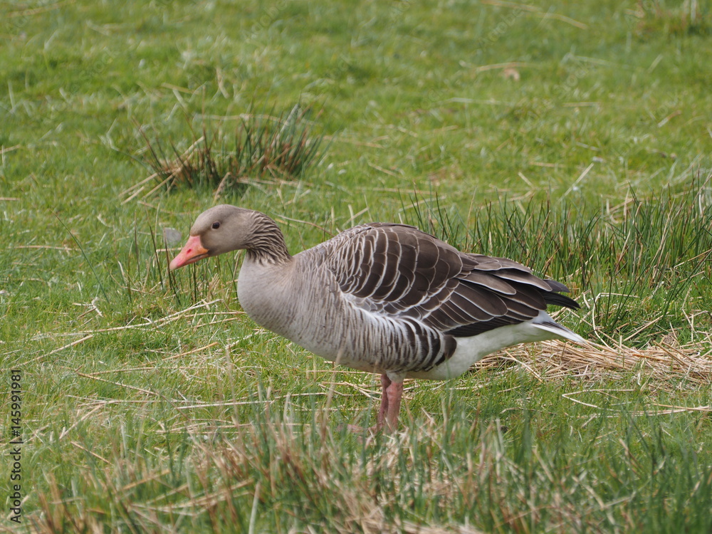 graugans auf der wiese graugans auf der wiese