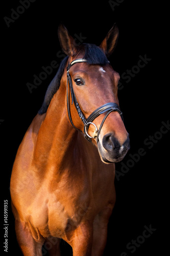 Portrait of brown horse on black background