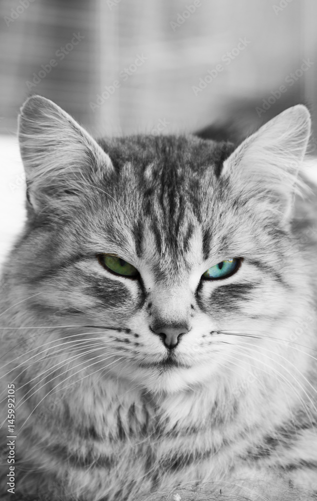 adorable silver siberian cat in the house adorable silver siberian cat in the house