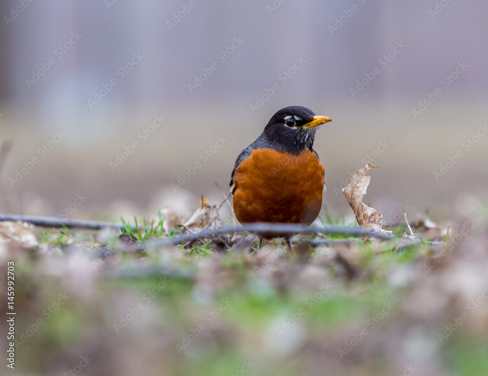 American Robin in a green grass field searching for worms and other insects in early spring in Montreal Canada. American Robin in a green grass field searching for worms and other insects in early spring in Montreal Canada.