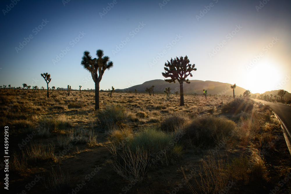 Fototapeta premium Joshua Tree