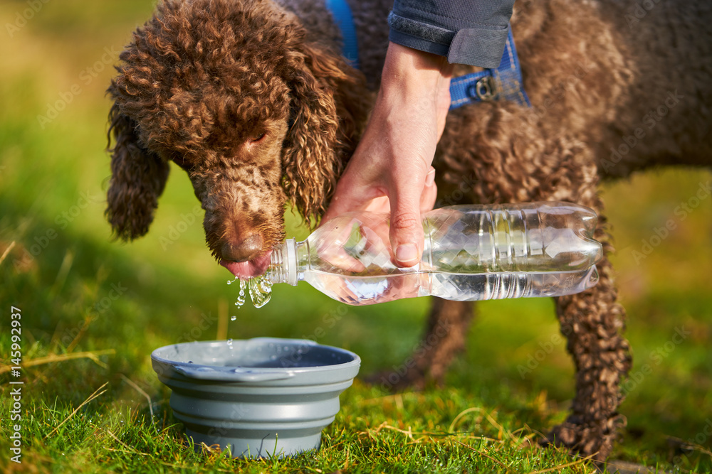 A dog receiving a drink of water while out on a long walk.
