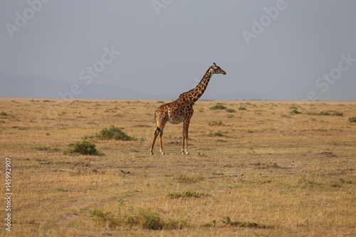 Wild Giraffe