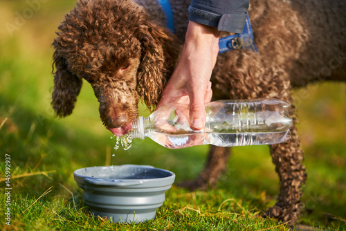 Obraz na płótnie A dog receiving a drink of water while out on a long walk. w salonie