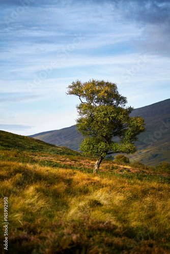 A tree bathed in the evening sun on the Northumerland Moors.