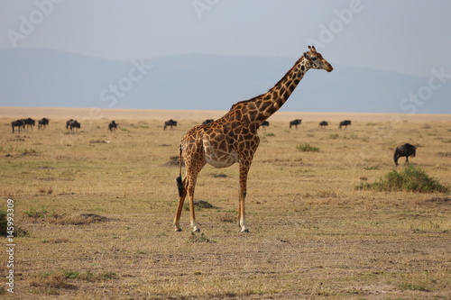 Wild Giraffe