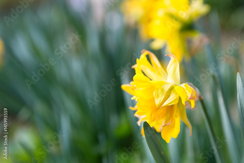 Green leaves and yellow flowing daffodil soft focus with blur bokeh