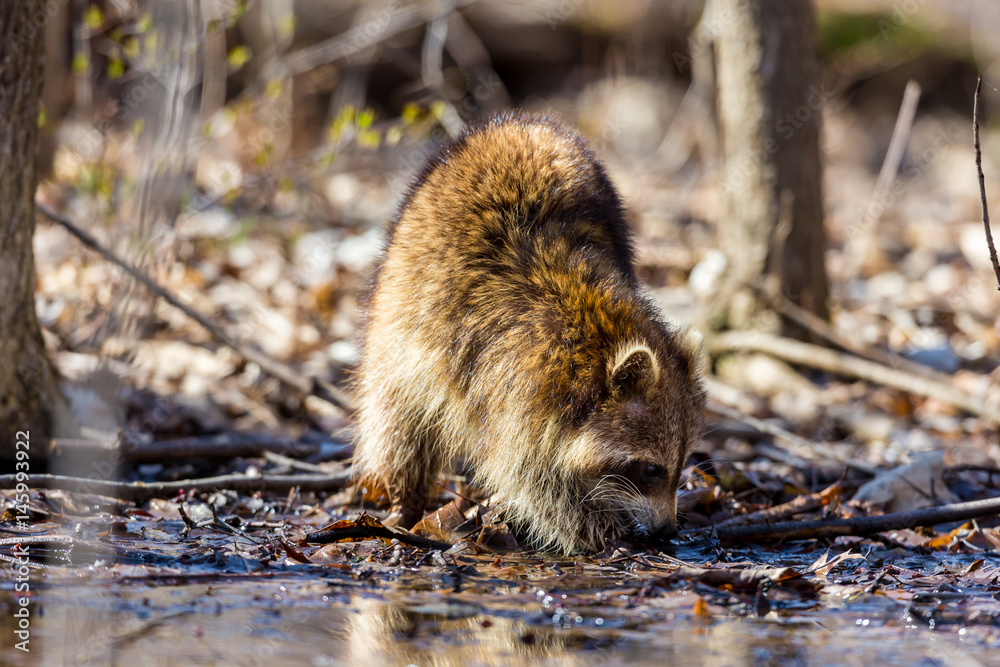 A reddish fur variety of Raccoon searching in a swamp for worms in early spring Quebec, Canada. A reddish fur variety of Raccoon searching in a swamp for worms in early spring Quebec, Canada.