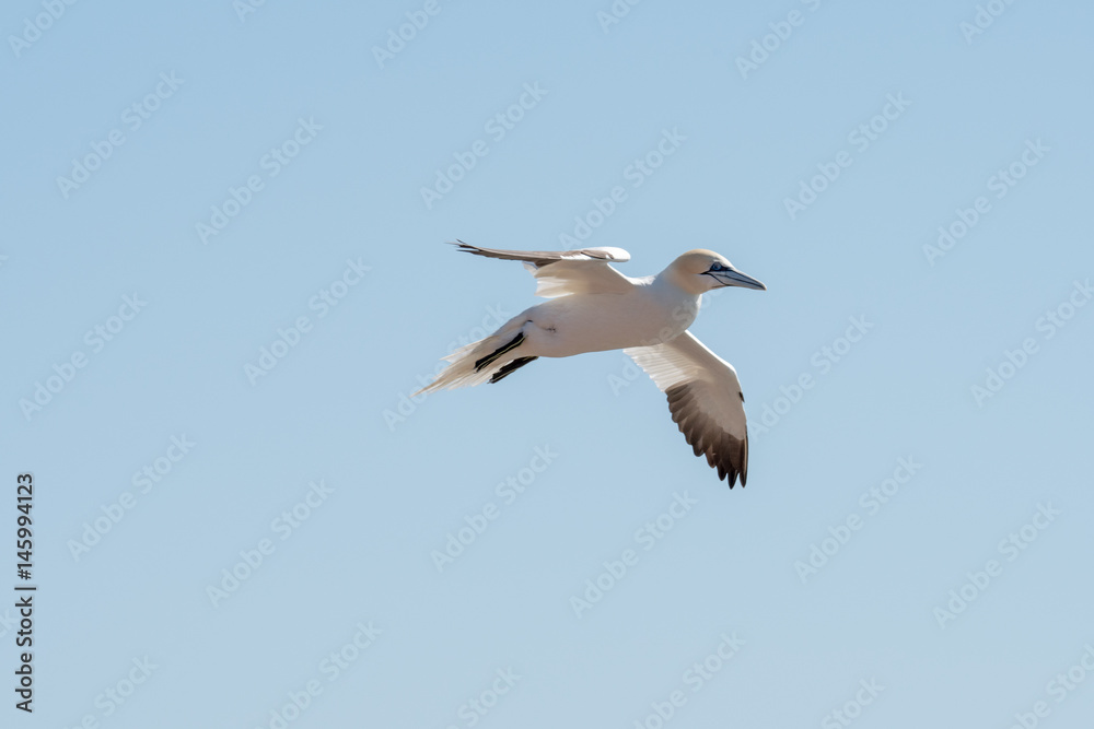 Northern Gannet Basstölpel on the island helgoland northsea Northern Gannet Basstölpel on the island helgoland northsea