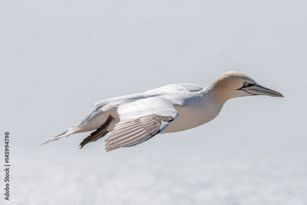 Fototapeta premium Northern Gannets at the island Helgoland Germany