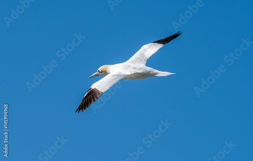 Northern Gannets at the island Helgoland Germany © gerckens.photo