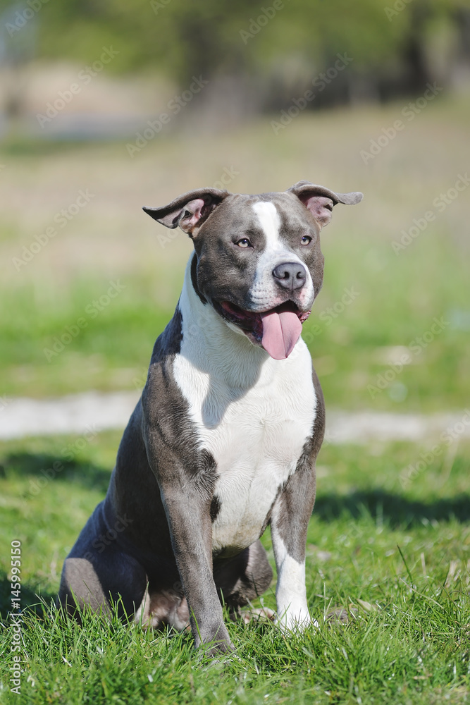 Blue staffordshire terrier for a walk