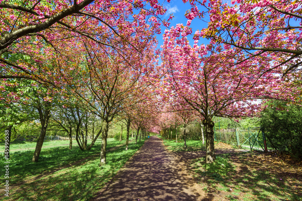 flowers blossoming in park on a spring sunny day flowers blossoming in park on a spring sunny day