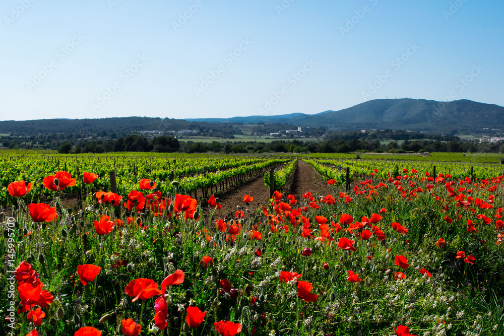 A flowering poppy field with vineyard in a background