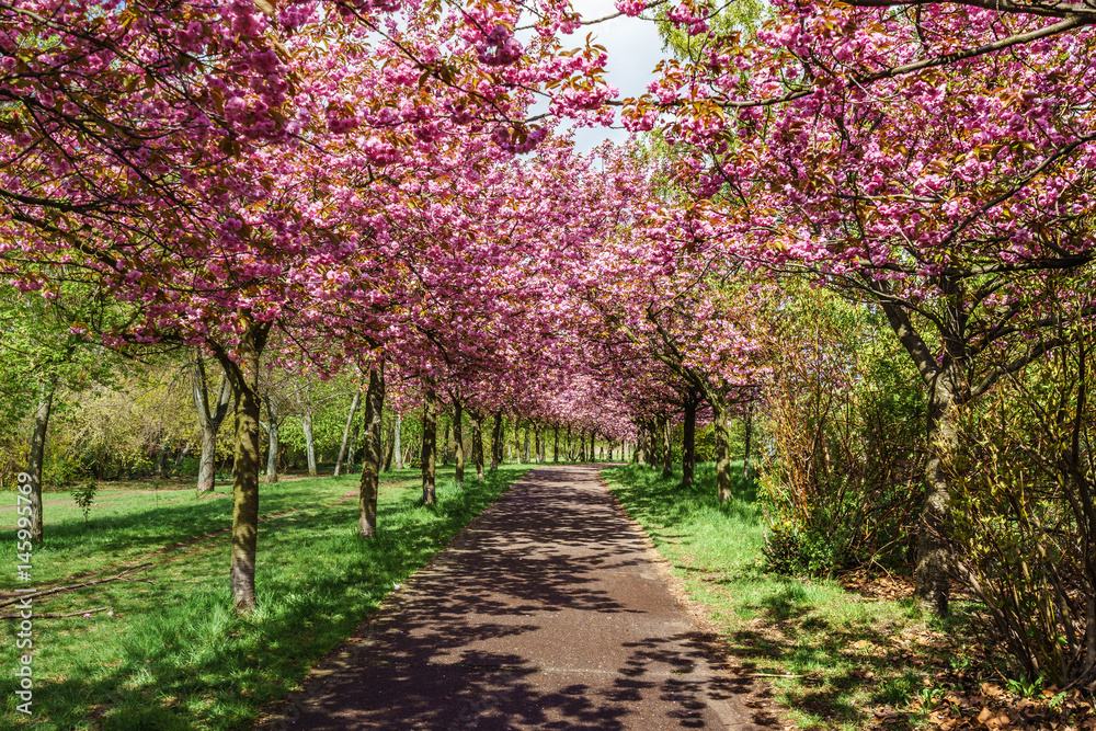 flowers blossoming in park on a spring sunny day flowers blossoming in park on a spring sunny day