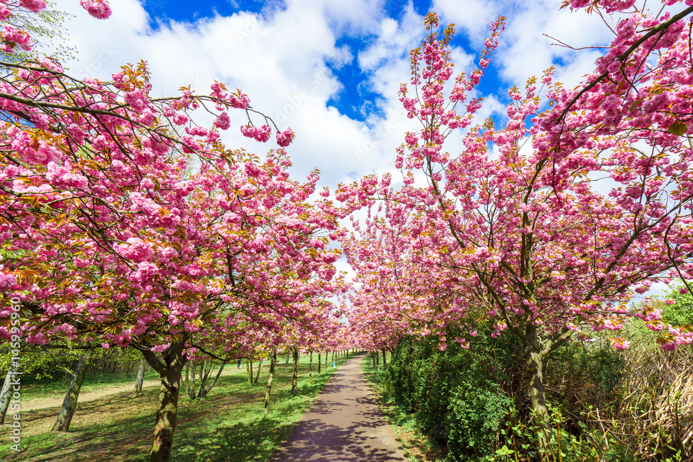 flowers blossoming in park on a spring sunny day flowers blossoming in park on a spring sunny day