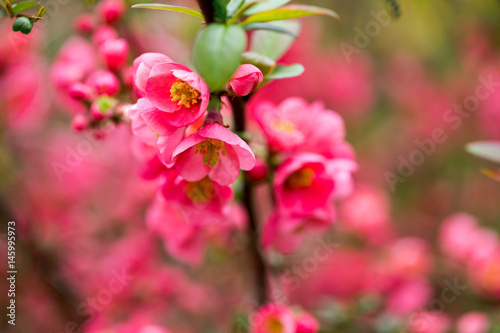Cherry blossom in spring for background.