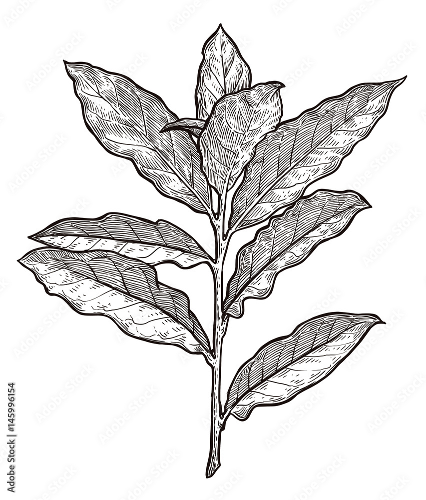 Bay leaves illustration, drawing, engraving, ink, line art, vector Bay leaves illustration, drawing, engraving, ink, line art, vector