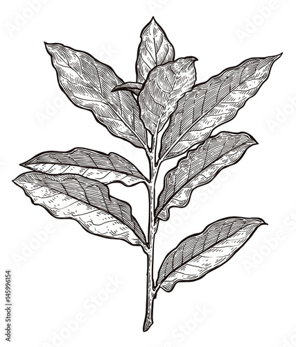 Bay leaves illustration, drawing, engraving, ink, line art, vector