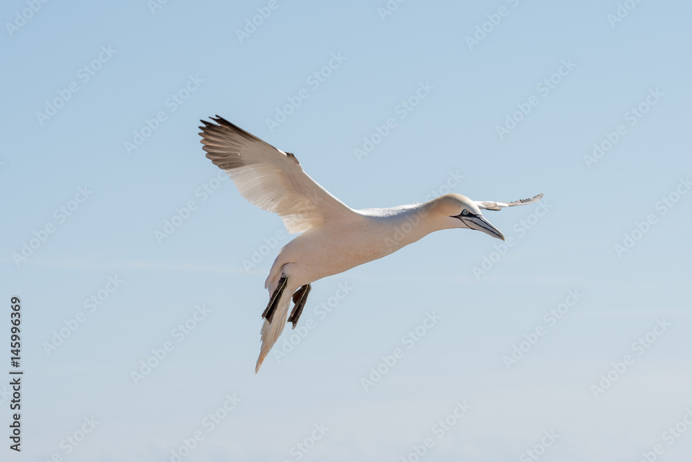Obraz premium Northern Gannets at the island Helgoland Germany