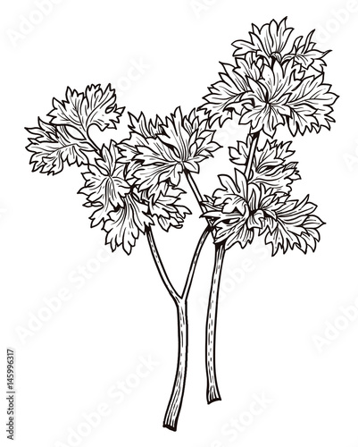 Parsley illustration, drawing, engraving, ink, line art, vector